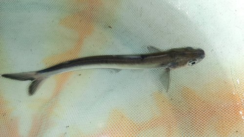 Eutropiichthys vacha = dorsal view