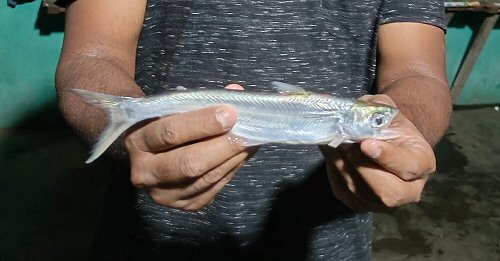 Eutropiichthys vacha