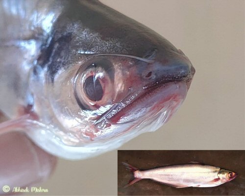 Eutropiichthys vacha = head view