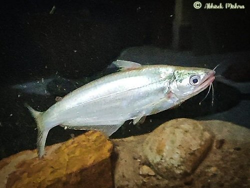 Eutropiichthys vacha