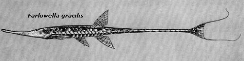 Farlowella gracilis