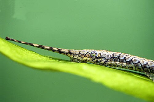 Farlowella amazonum = head view