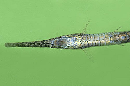 Farlowella amazonum = ventral view