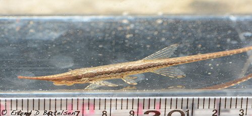 Farlowella gracilis = Collected in Rio San Pedro (Caquetá, Colombia)