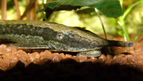 Farlowella vittata = head view