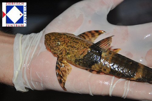 Fonchiiloricaria nanodon  = dorsal view