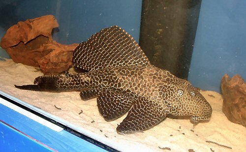 Pterygoplichthys gibbiceps