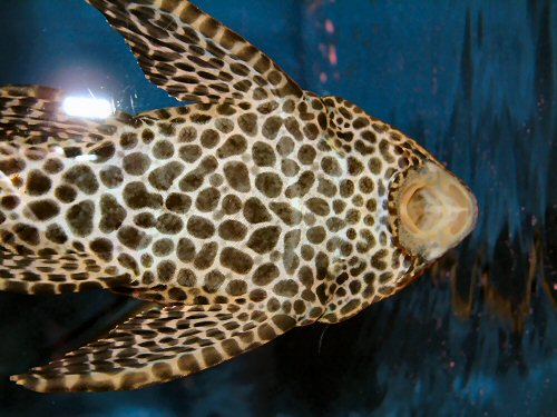 Pterygoplichthys gibbiceps = Showing mouth structure