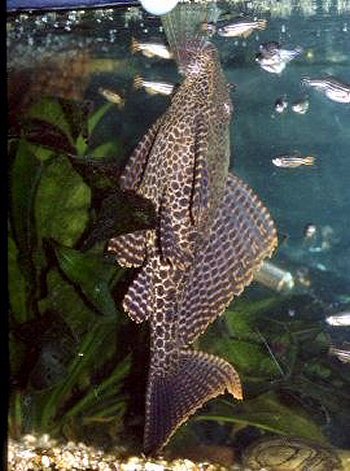 Pterygoplichthys  gibbiceps = eating from worm feeder