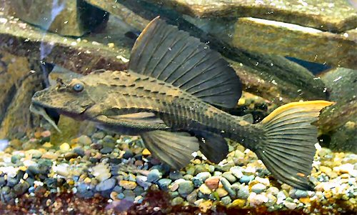 Pterygoplichthys scrophus