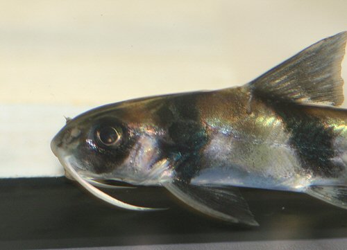 Gagata dolichonema = close up of head