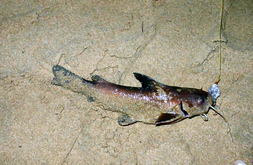 Galeichthys ater = Kariega River Mouth July 2010 Size: 25cm 3-4 meters, sandy bottom, close to rocks and at Night