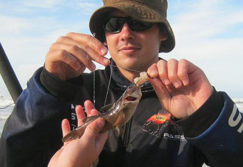 Galeichthys ater = The Triangle April 2012 Size: 9cm. 4-5 meters, sandy bottom, close to rocks and white water