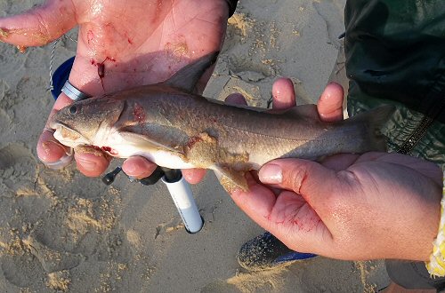 Galeichthys feliceps