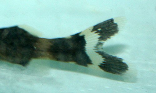 Glyptothorax anamalaiensis = Showing the banding to caudal fin