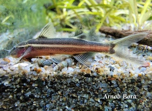 Glyptothorax clavatus = Caught from the Dibru River (Rare visitor?)