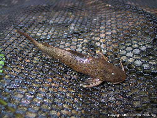 Glyptothorax fuscus