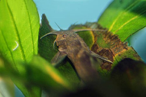 Glyptothorax granulus  = head view