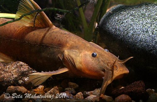 Glyptothorax indicus = head view