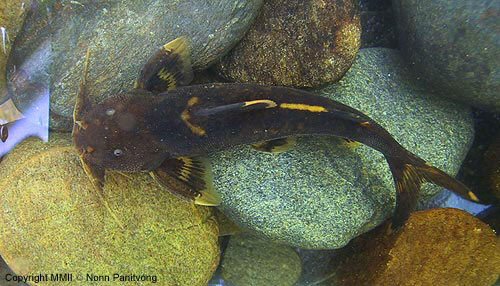 Glyptothorax macromaculatus  = "yellow top"