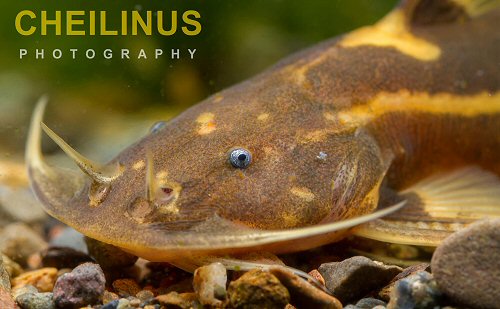 Glyptothorax pallozonus = head view