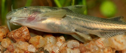 Glyptothorax telchitta = Close up of the tubercles on the head and body  