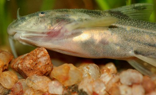 Glyptothorax telchitta = Close up of the tubercles on the head and body 