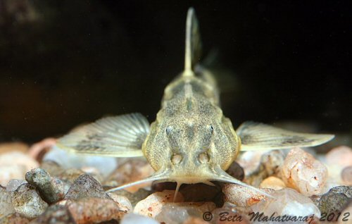 Glyptothorax telchitta = head view