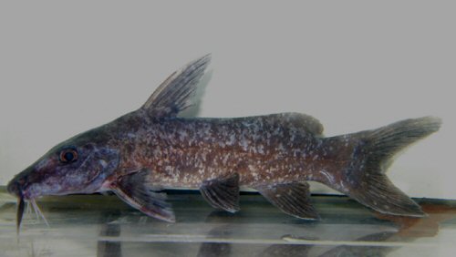 Gogo atratus - Mananara du Nord River 16.5cm Male