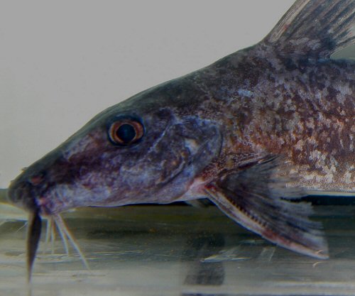 Gogo atratus - Mananara du Nord River 16.5cm Male head view