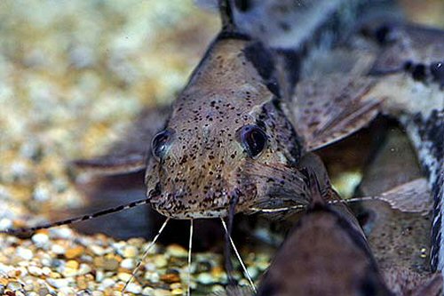 Goeldiella eques - head view