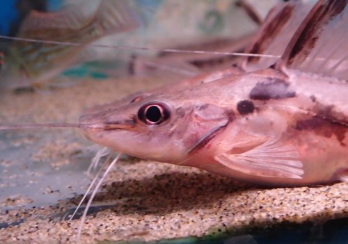 Goeldiella eques = head view