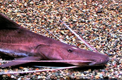 Brachyplatystoma platynema = head view