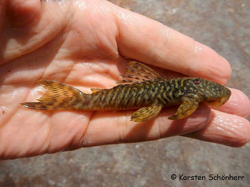 Guyanancistrus brevispinis = From Palumeu, Suriname