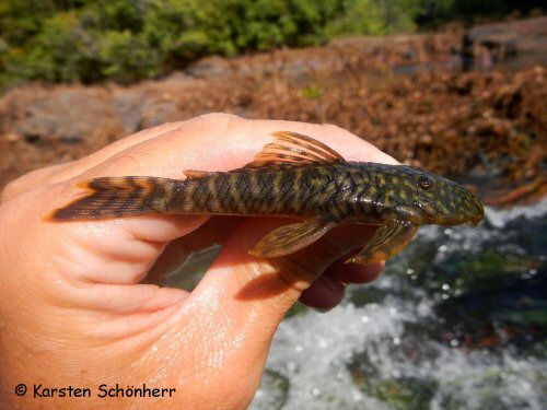 Guyanancistrus brevispinis = From Gran Rio, Suriname  