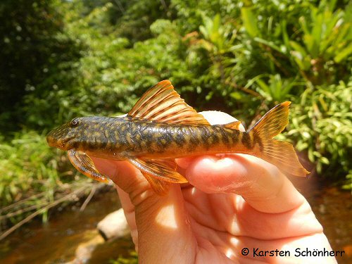 Guyanancistrus brevispinis = From Crique Petit Laussat, French Guiana