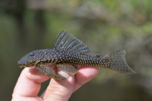 Guyanancistrus longispinis