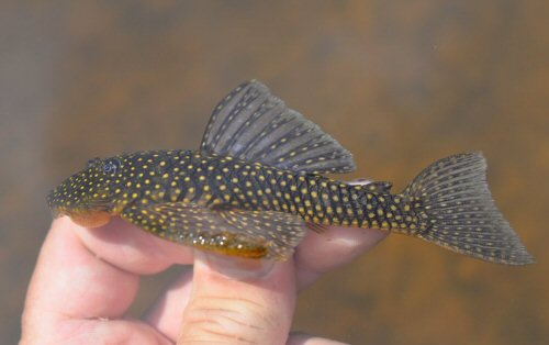 Guyanancistrus longispinis