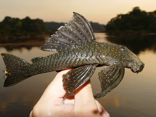 Guyanancistrus niger = adult