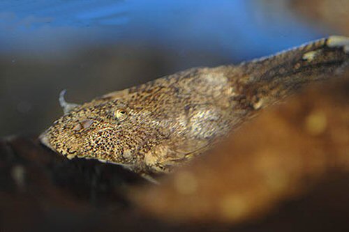 Erethistes filamentosus = head view