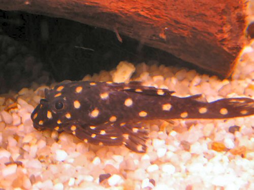 Hypancistrus contradens  = juvenile