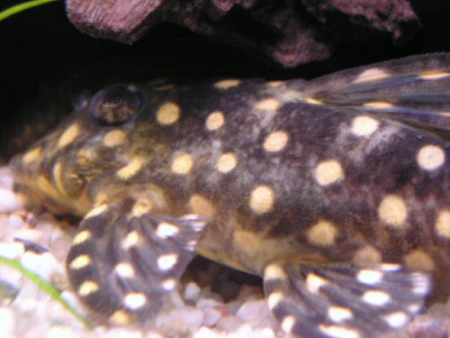 Hypancistrus contradens  = stress colouration