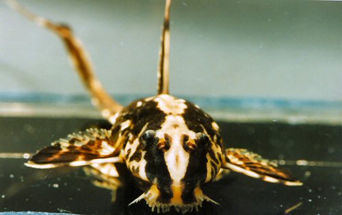 Rineloricaria lanceolata = head view