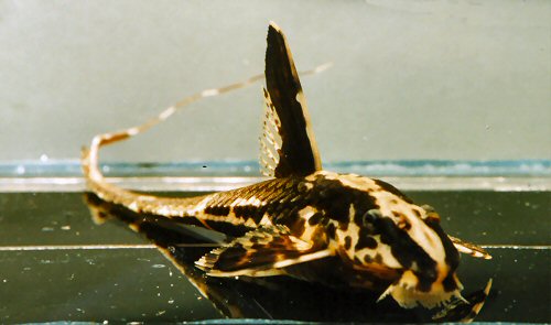 Rineloricaria lanceolata = head view