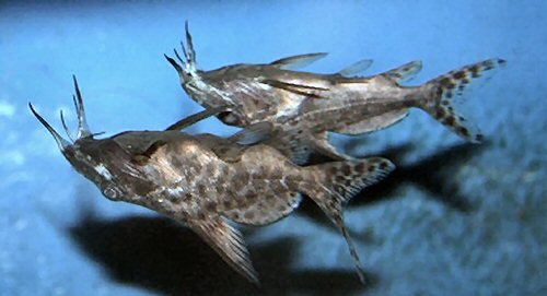 Synodontis membranaceus = juvenile