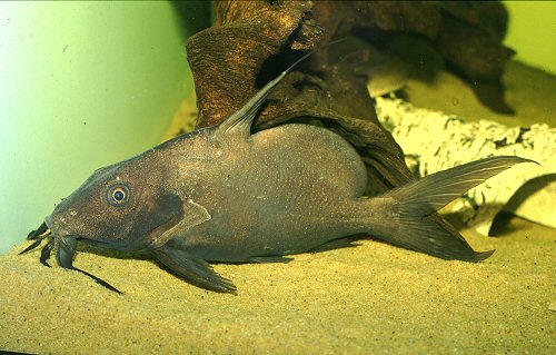 Synodontis membranaceus