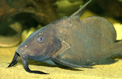 Synodontis membranaceus