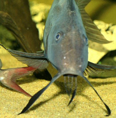 Synodontis membranaceus - showing barbels