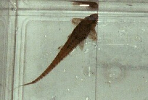 Rineloricaria parva