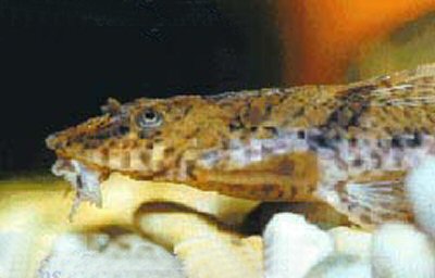 Rineloricaria parva